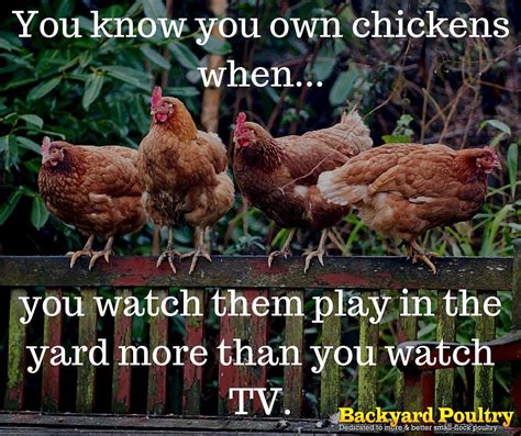 Funny Poultry Sayings